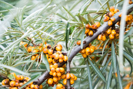 Sea-buckthorn on the tree. Sea Buckthorn plants are incredibly important natural resources