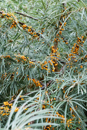 Sea-buckthorn on the tree. Sea Buckthorn plants are incredibly important natural resourcesの写真素材