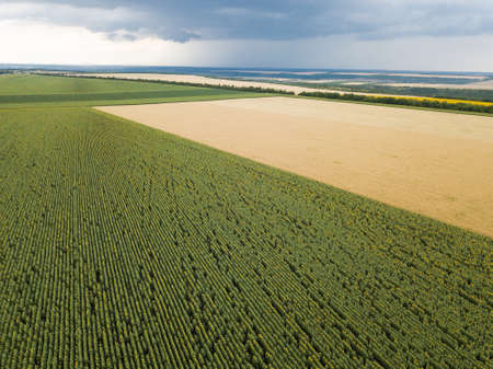 Aerial top view from drone to sunflower and wheat fields at summer time
