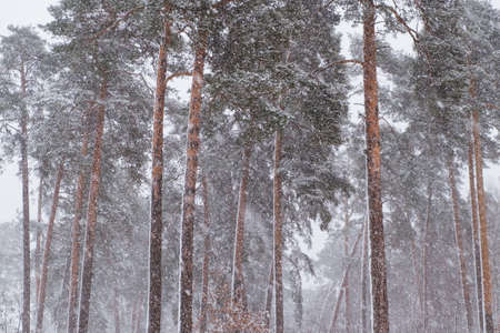 Pine trees under snow at the winter time, winter forest parkの写真素材