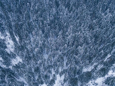 Aerial of snowy mountains pines in the middle of the forest in Carpathian mountains at winter