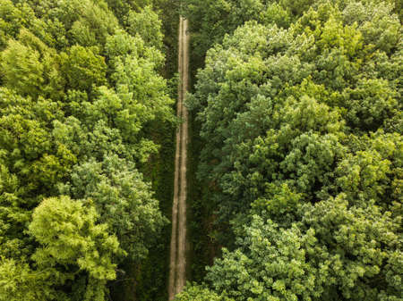 Aerial view of a provincial road passing through a forest at summer morning
