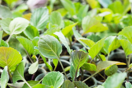 Young sprouts of cabbage seedlings in the garden. Greenhouse plants of growing cabbage sprouts