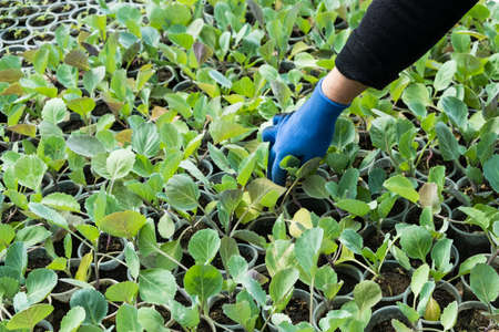 Farmer hands cares for seedlings of young sprouts of cabbage seedlings in the garden. Greenhouse plants of growing cabbage sproutsの写真素材