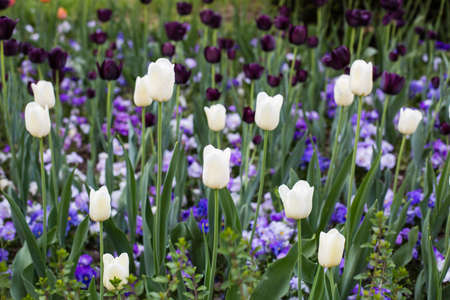 Violet with white tulip field at garden colorful backgroundの写真素材