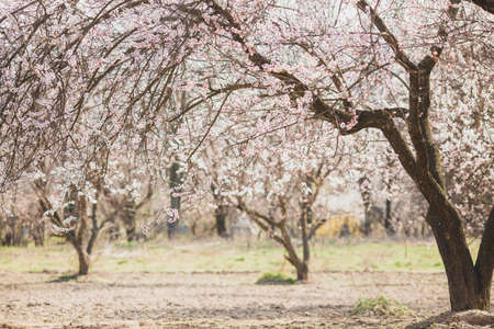 Blooming pink apricot garden trees with blurred background and place for textの写真素材