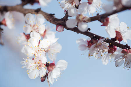 Close up of branch with pink apricot tree flowers in full bloom with blurred background in a garden in a sunny spring day, beautiful outdoor floral backgroundの写真素材