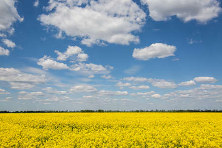 Colorful yellow spring fileds of canola, rapeseed or rape at sunny day with beautiful blue sky with...