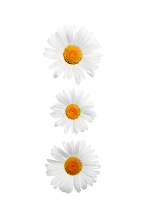 Chamomile flowers on a white background.の写真素材