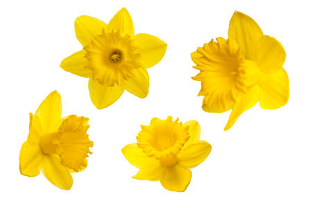 Yellow daffodil petals on a white background.の写真素材
