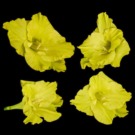 Intensely yellow gladiolus flower heads isolated on a black backgroundの写真素材