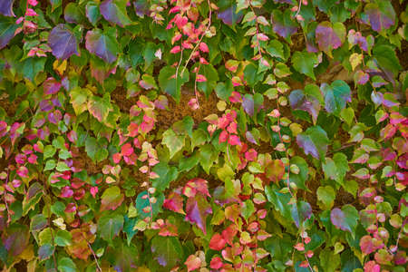 Wall of colorful autumn leaves. background with leaves climbing on the wall