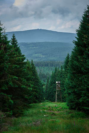 Wooden hunting desktop on a firebreak. View of dense coniferous forest and a mountain peak in the distance during cloudy weather.の写真素材