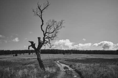 Hiking trail in the mountains. A dry solitary tree stands by a winding path disappearing somewhere on the horizon. Black and white landscape.の写真素材