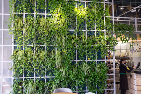 Lviv, Ukraine, March 3, 2021 - Green wall of plants at La Familia pizzeria in a shopping center. A masked waitress stands behind the checkout counter.のeditorial素材