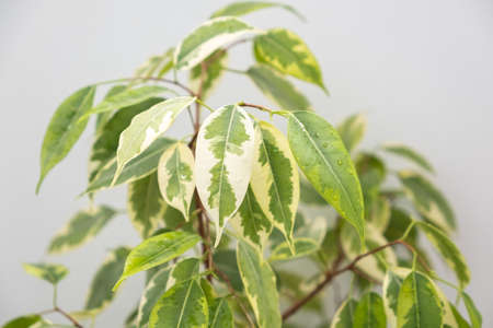 Ficus benjamina, ficus benjamina, ficus benjamina, ficus benjamina, ficus benjamina