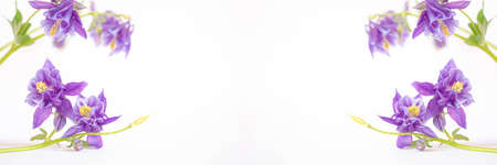 Aquilegia flowers on a white background. Place for text.の写真素材