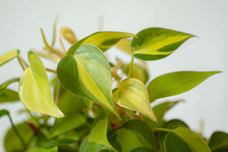 Close up colorful leaves Philodendron Brasil is a trailing houseplant in the interior white background. Blur and selective focus.の写真素材
