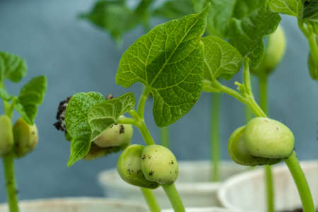 Close up small bean sprouts in different containers on the windowsill. The concept of a vegetable garden on the windowsill. Blur and selective focus.の写真素材