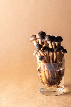 Fresh brown mushrooms in a glass on a brown backgroundの写真素材