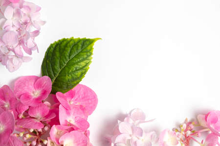 Pink hydrangea flowers on white background. Flat lay, top view.の写真素材