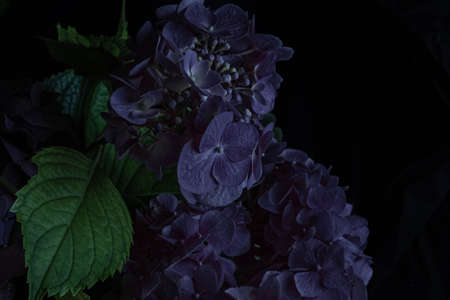 Dark purple hydrangea flowers on black background. Copy space.の写真素材