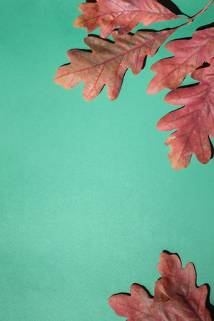 Fall frame of leaves oak on a white background. Top view, copy space.の写真素材