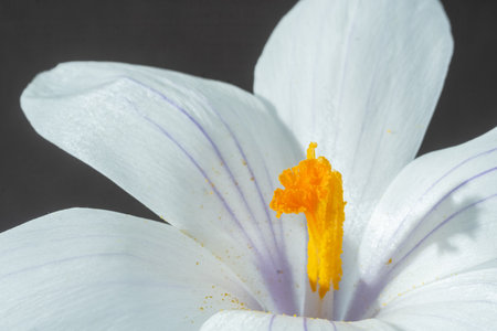 Close up one white crocus on a black background. Spring concept. blur and selective focus, blurred foreground, macro photoの写真素材