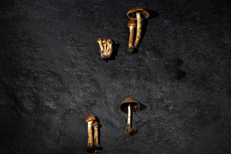 Mushrooms are different on a black textured background. copyspace. Forest decor. Flat lay, top view.の写真素材