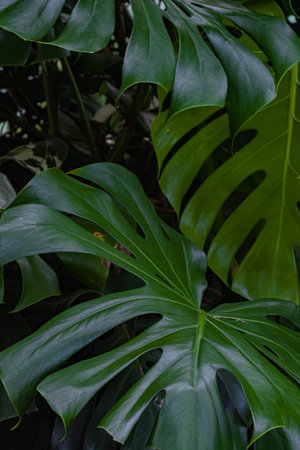 Green leaves of Swiss Cheese plant closeup. Blur and selective focus. Full frame. Plant texture and patternの写真素材