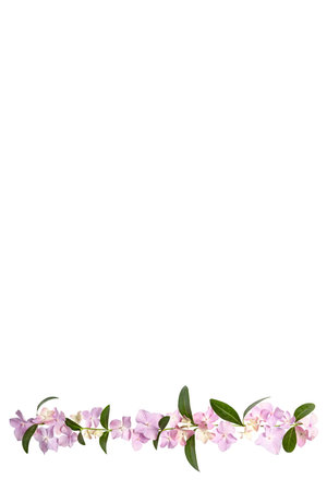 Floral layout of pink hydrangea flowers isolated on a white background. Top view, flat lay, bottom...