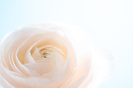 Macro beautiful cream ranunculus. Extreme flower closeup. full frame. Blurred and selective focus.