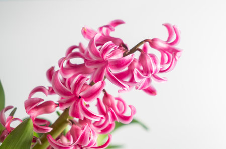 Pink hyacinth on a white background. Spring time concept. blur and selective focus. Extreme flower close-upの写真素材