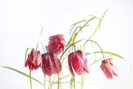 Bouquet hazel grouse fritillaria meleagris flowers on a white background. Blur and selective focus. Extreme Flower Close-upの写真素材