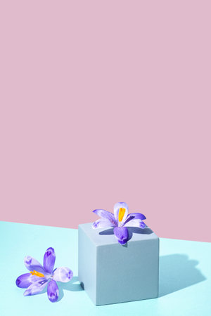 Cosmetic background. Cubic podium and eucalyptus branch on a soft pink backdrop. Mockup for the demonstration of natural body care products. copy spaceの写真素材