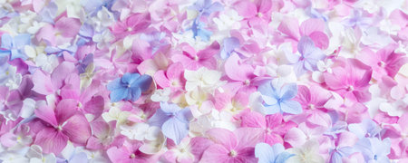 Pastel Pink and Blue Hydrangea Flowers Banner