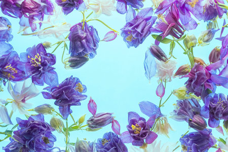 Aquilegia Flowers Floating on Soft Blue Waterの写真素材