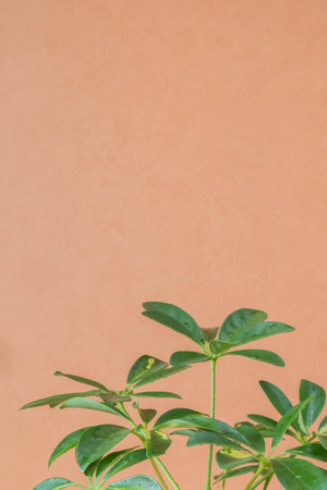 verigated leaves of Schefflera on a peach wall color background close-up. Indoor plants in a modern interior.の写真素材