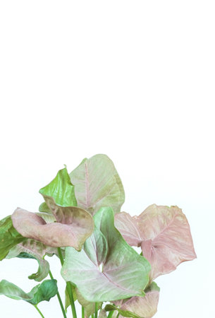 Close up leaves of pink syngonium plant on a white background. Isolated and copy spaceの写真素材
