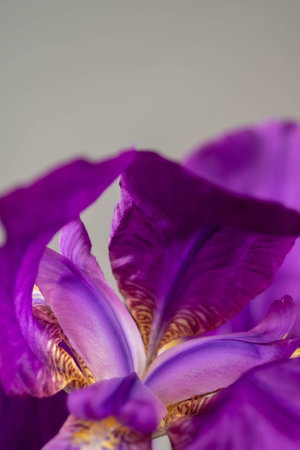 Macro photo of lilac iris on a gray background.の写真素材