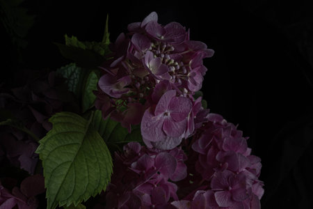 burgundy hydrangea flowers on a black background. Blur and selective focus. Low key photo.