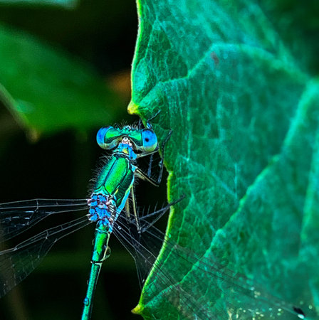 Close-Up of Green Damselfly on Leaf. Selective focus