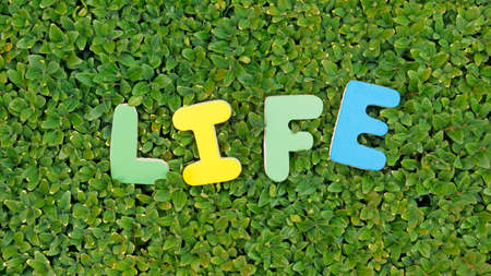 Life written with colored letters in a green areaの写真素材