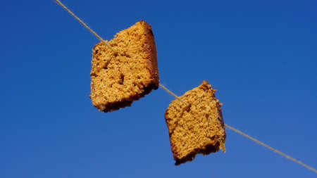 Famous old Dutch game, gingergread eating of a rope for Kings dayの写真素材