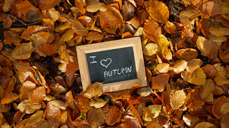 I love autumn written on a chalkboard between leavesの写真素材