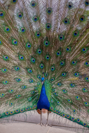 Peacock showing his colorful plumageの写真素材