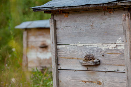 Weathered bee hives out in forest meadowの写真素材