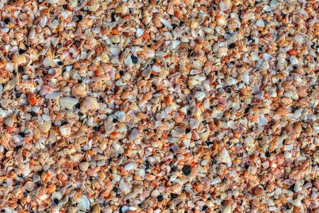 Crumbled shell background.