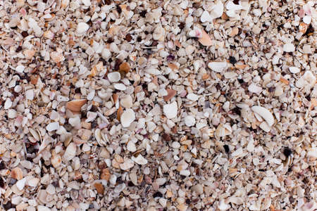 Cracked shell beach detail.