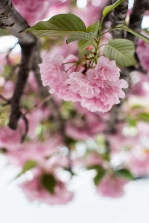 Spring time Cherry tree blossom detail of pink flowersの写真素材